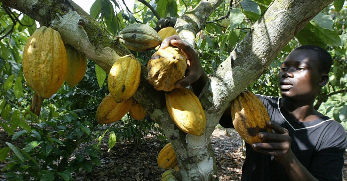We need to step up value addition to cocoa